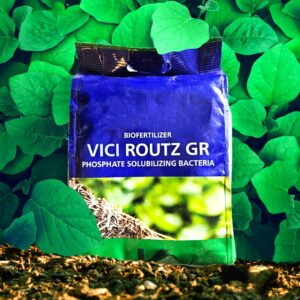 Koppert Vici Routz GR