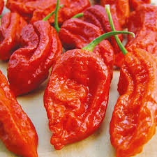 Matihaat Chilli Bhut Jholokia Seeds
