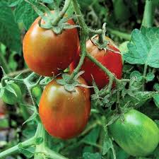 Matihaat Black Plum Tomato Seeds